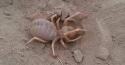 Camel Spider Diggin&rsquo; It.