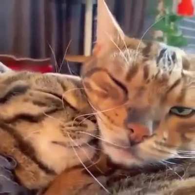 they're so in love &amp;lt;3