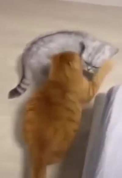 Garfield squashes Nermal's stupid face with his ass