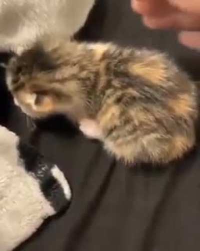 so tiny, yet so yelly (OP is u/Headshot03)