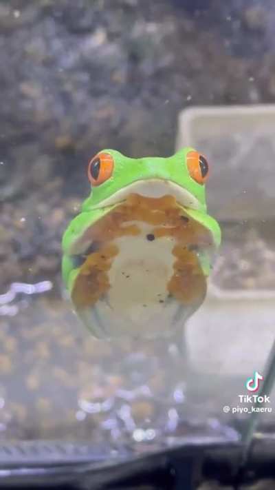 frog falling asleep (found on r/tiktokcringe)