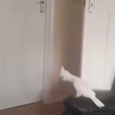 POOF