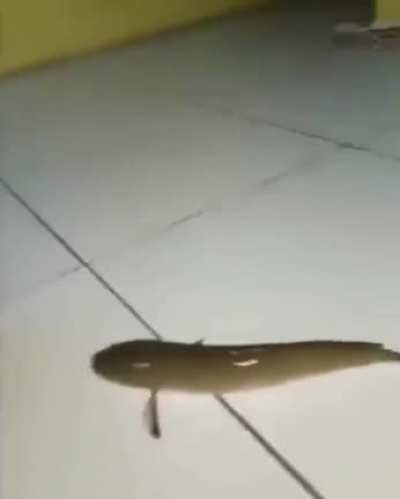 me_irl