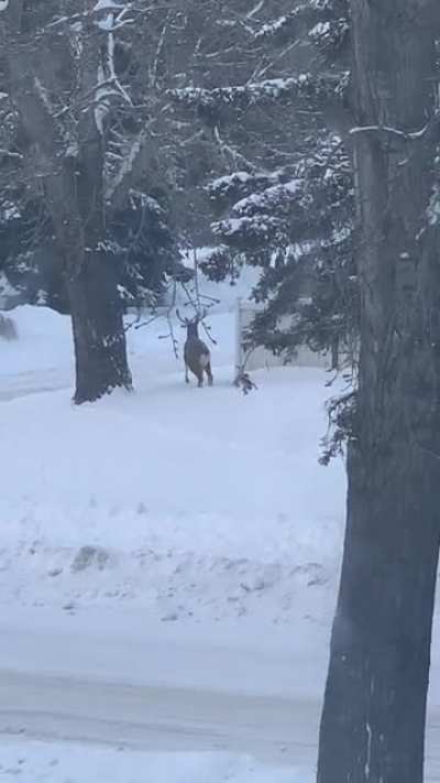Three legged deer hopping around the SW lately.