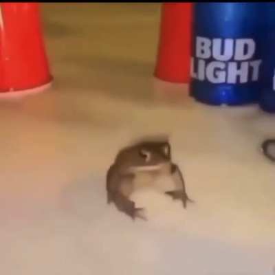 frog