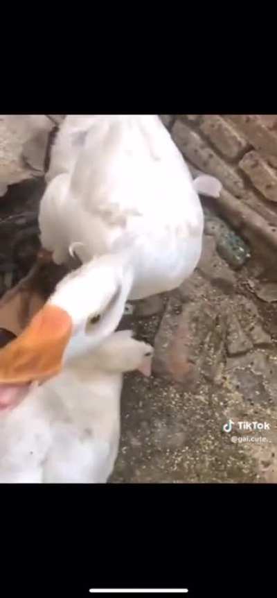 David Vs Goliath