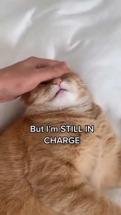 How to calm your cat 😹