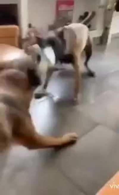 What cute dogs