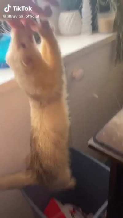 Ferret demon