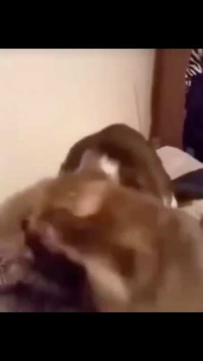 Yaaaaoooh