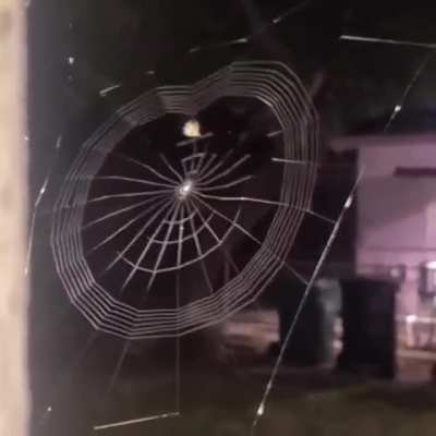 Spider weaving a web.. 🕸️🕷️