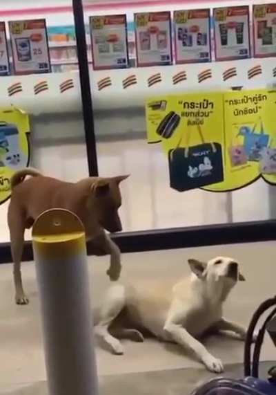 Two strong independent Doggos who don&rsquo;t need no hooman.