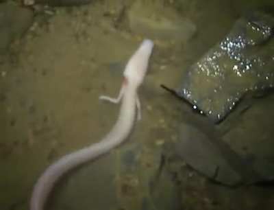 Olm (Proteus Anguinus) aka &ldquo;cave dragon/human fish&rdquo;: they&rsquo;re a species of blind-cave dwelling salamander, they can survive 5yrs without eating and live up to 100yrs.