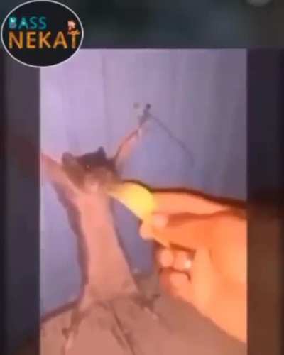 Ahaaa dolar yiyen fareye işkence