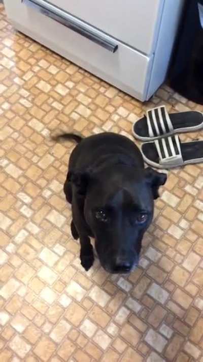 Yup, definitely my dog