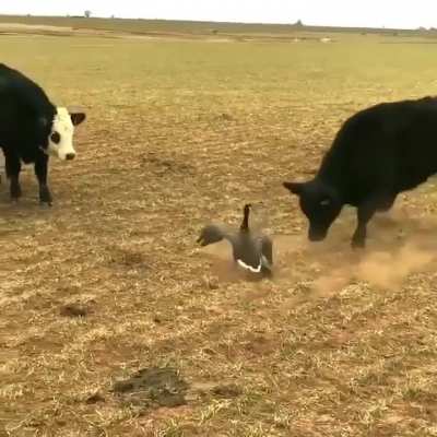 The Kung fu goose