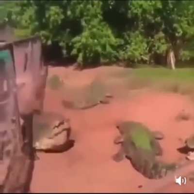 Crakodators