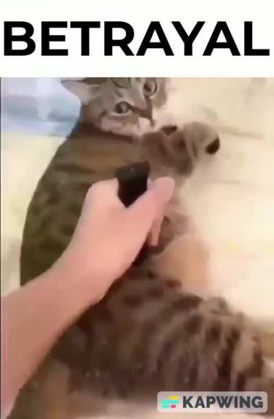 OG cat video please