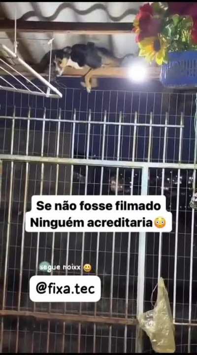 Cachorro aranha 