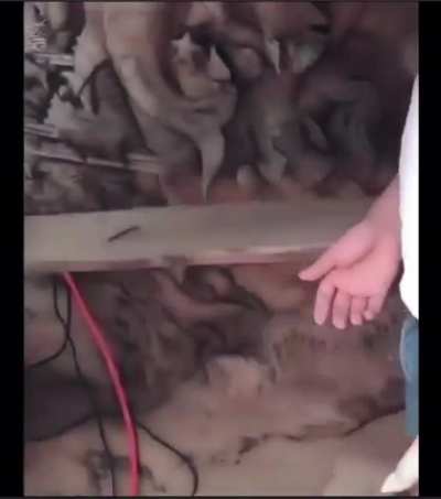 A scene carved inside a fallen tree