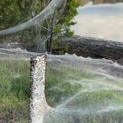 These silky sheets are actually a spider web
