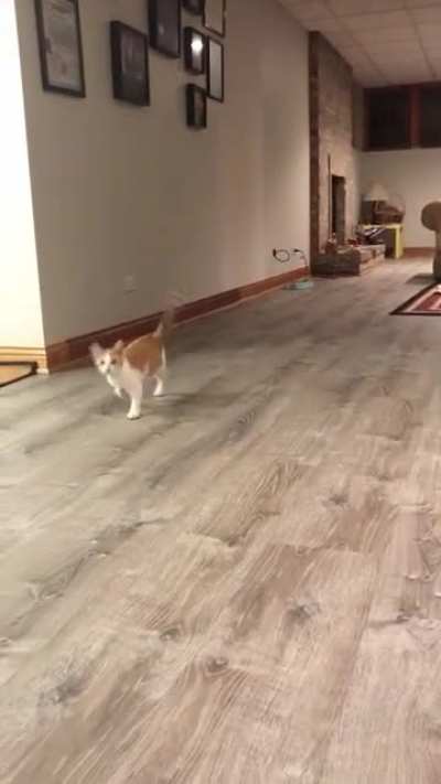 Watson&rsquo;s cerebellar hypoplasia makes him a little wobbly, but that doesn&rsquo;t stop him from running over to say good night!