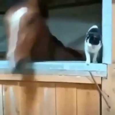 based horse