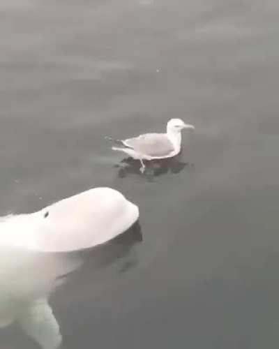 Just a Whale &lsquo;playing&rsquo; with a seagull.