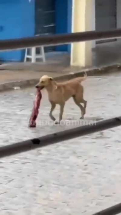 al&ocirc; r/bichinhos