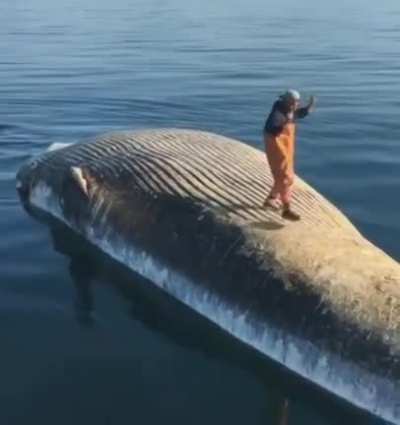 Noah get the whale away