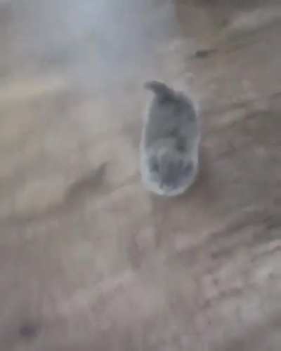 That's an illegally smol wiggle