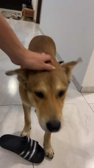 Help: found (possibly stray) dog, weird behavior