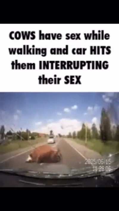 cow sex