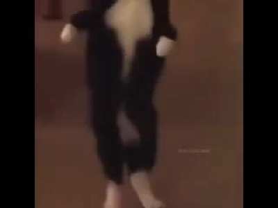 Essa mulher precisa de um novo gato