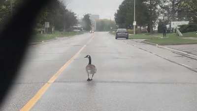 Hi, how is your relationship with your Geese?