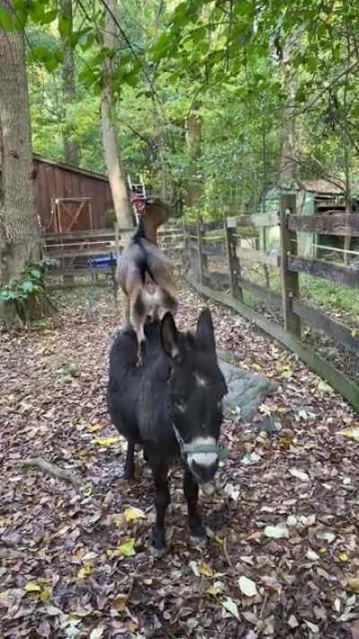 Since y&rsquo;all liked the photo - here&rsquo;s a video! 🐴🐐❤️