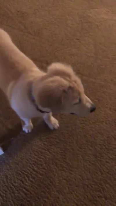 Gangster dog doesn&rsquo;t care