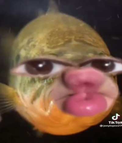 Bye bye fishy