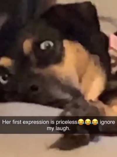 Whatchu doing step-puppy?