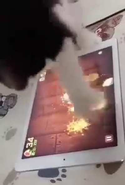 wunk ninja
