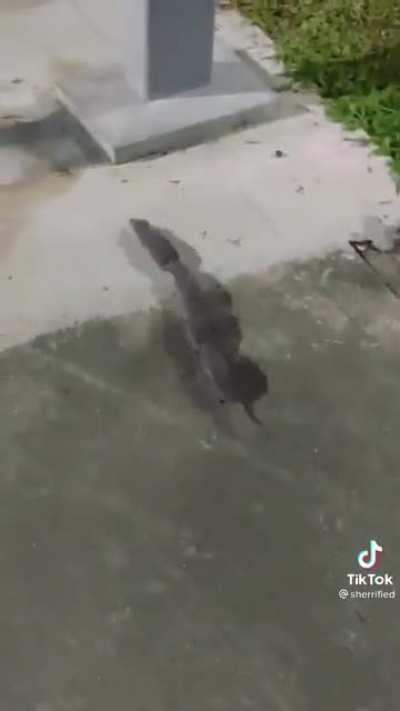 The Rat centipede