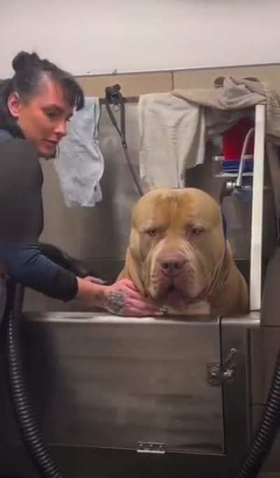 This dog