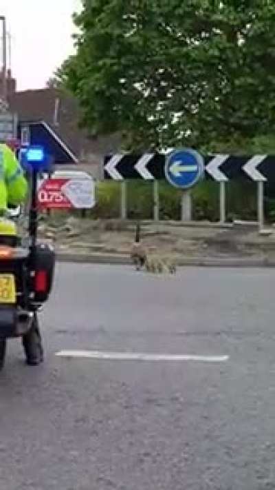 Police escort for important guests