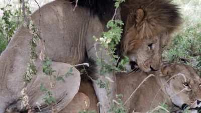 NatureIsFuckingIt - I filmed lions mating in Tanzania