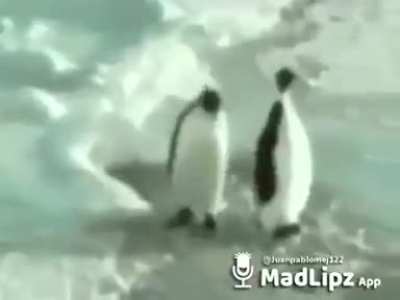 Que pelotuDo