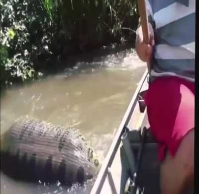 World&rsquo;s largest snake (anaconda) found in Amazon River in Brazil.