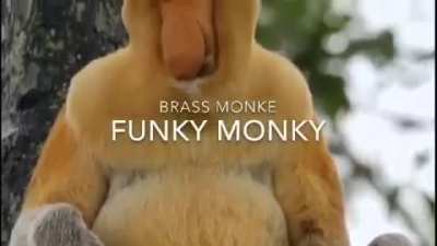 Oooh ahh Banan hard