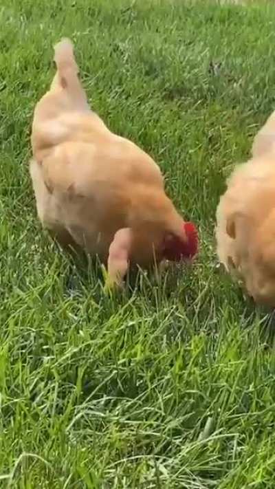I think we all know which one gets all the chicks