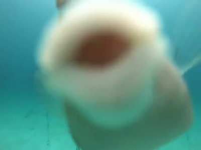 🔥 Sometimes the wildlife thanks us for restoring their coral reef homes! This Cowfish came to find us in our Tavernier Nursery to show some extra love!