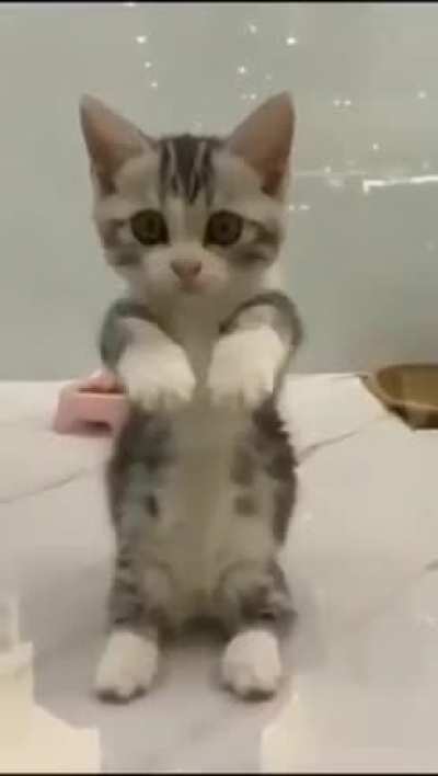 Kitten need help😐😐😐